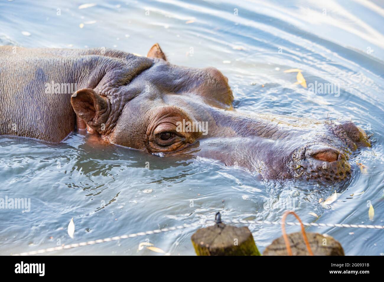 hippo nage dans le lac de près Banque D'Images