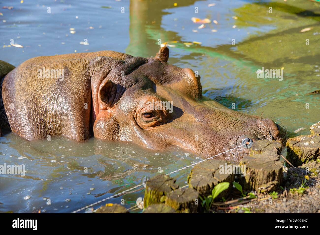 hippo nage dans le lac de près Banque D'Images