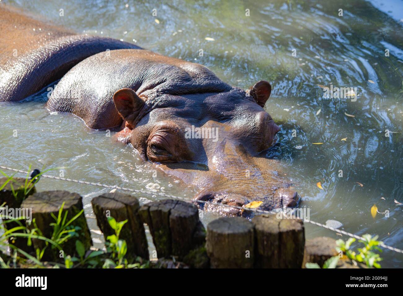 hippo nage dans le lac de près Banque D'Images