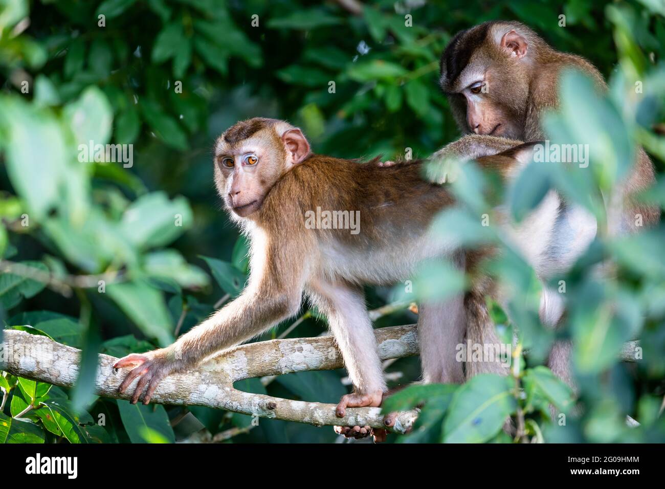 Deux singes sur la branche d'un arbre vert à l'intérieur de la forêt tropicale avec activité de trouver du sel sur leur fourrure et leur peau. Banque D'Images