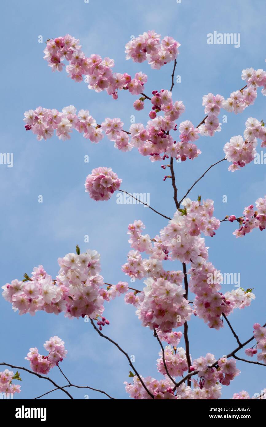 Cerisier Prunus Tree Sky Rose Rosebud Cherry Banque D'Images