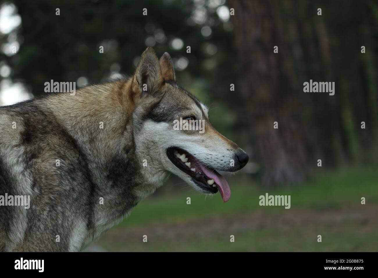 Portrait d'un chien gris ​​close-up en profil à l'extérieur dans la campagne d'été. Un hybride d'un loup et d'un chien. Chien fort pour adulte mignon. Banque D'Images