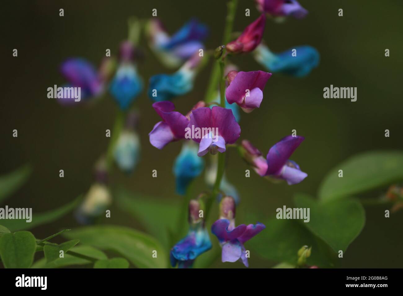 Lathyrus vernus, Pea de printemps, vesce de printemps. Fleurs bleues, pourpres et roses de Lathyrus vernus sur fond de forêt verte en gros plan au printemps. Banque D'Images