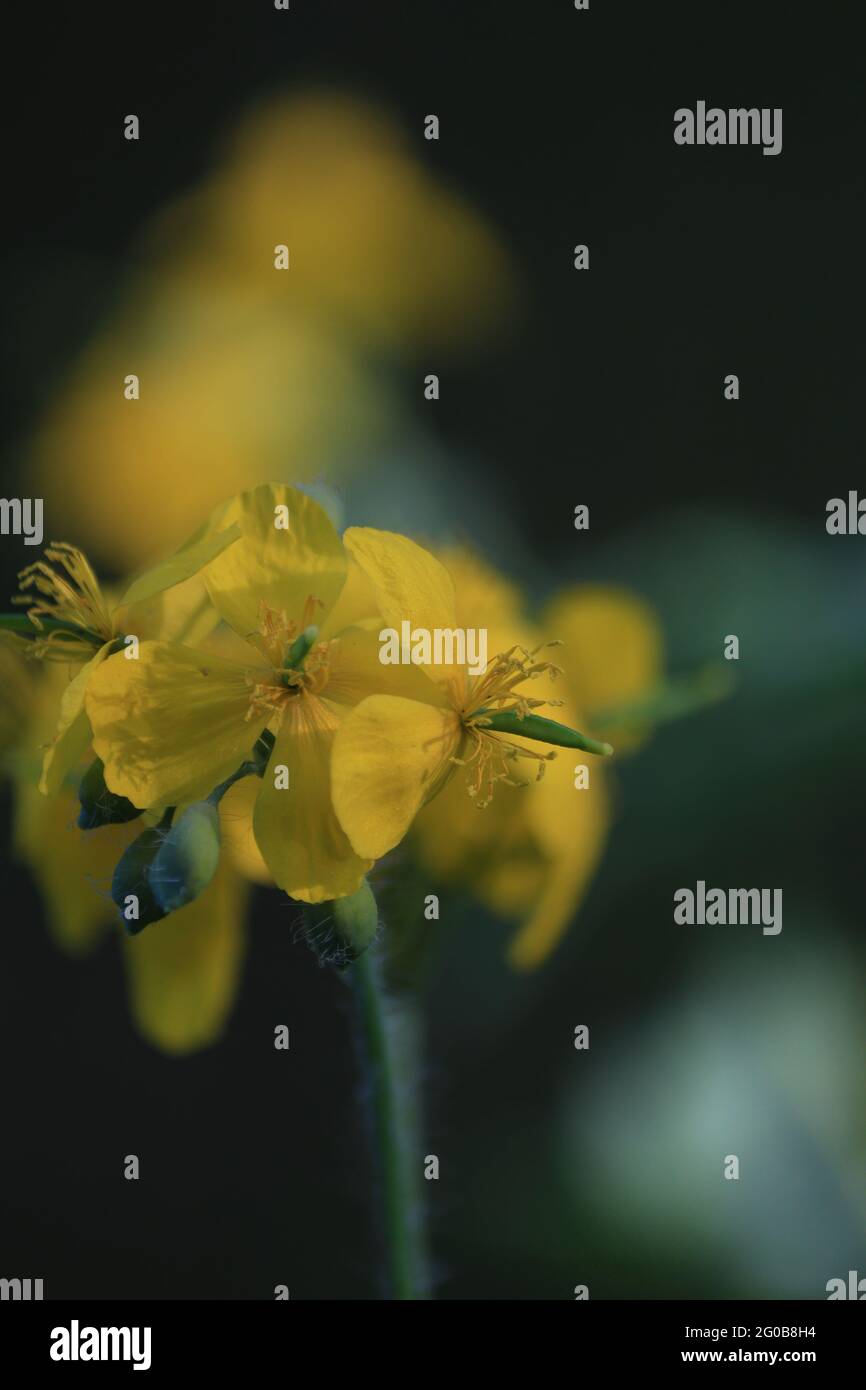 Fleurs jaunes de celandine en gros plan au soleil magique sur un fond de forêt vert foncé au printemps. Fond de fleurs de forêt jaune. Banque D'Images