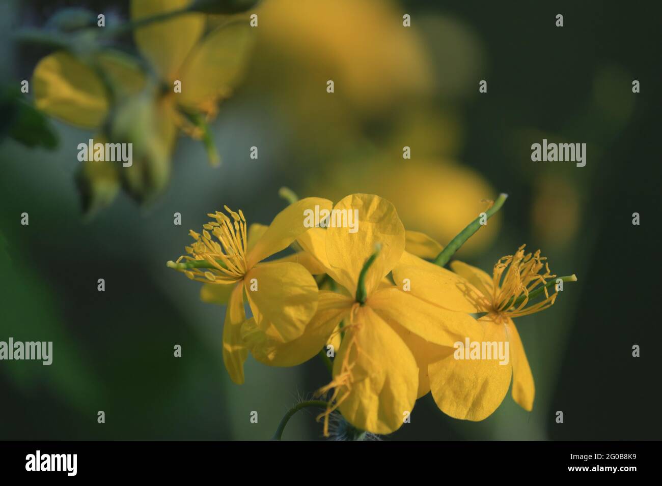 Fleurs jaunes de celandine en gros plan au soleil magique sur un fond de forêt vert foncé au printemps. Fond de fleurs de forêt jaune. Banque D'Images