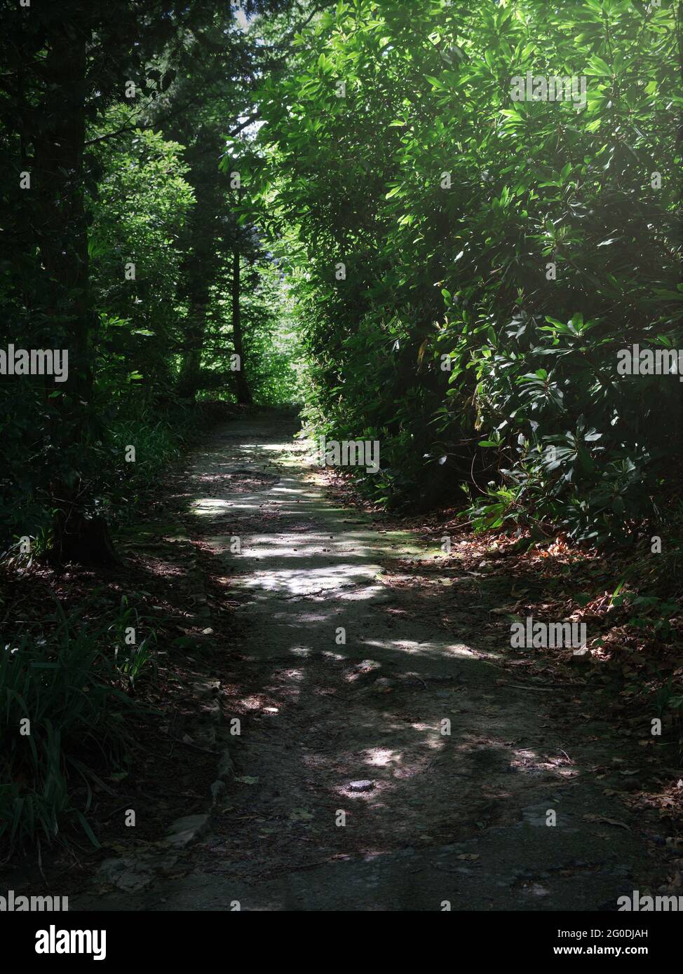 Un vieux chemin de pierre de la nature avec des taches de soleil Banque D'Images