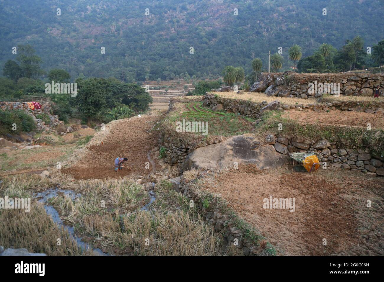 LANJIA SAORA TRIBE, champs en terrasse utilisés pour la culture de paddy. Près du village de Puttasingh d'Odisha, en Inde. L'élevage en terrasse est connu sous le nom de Sarabs. Gunpu Banque D'Images