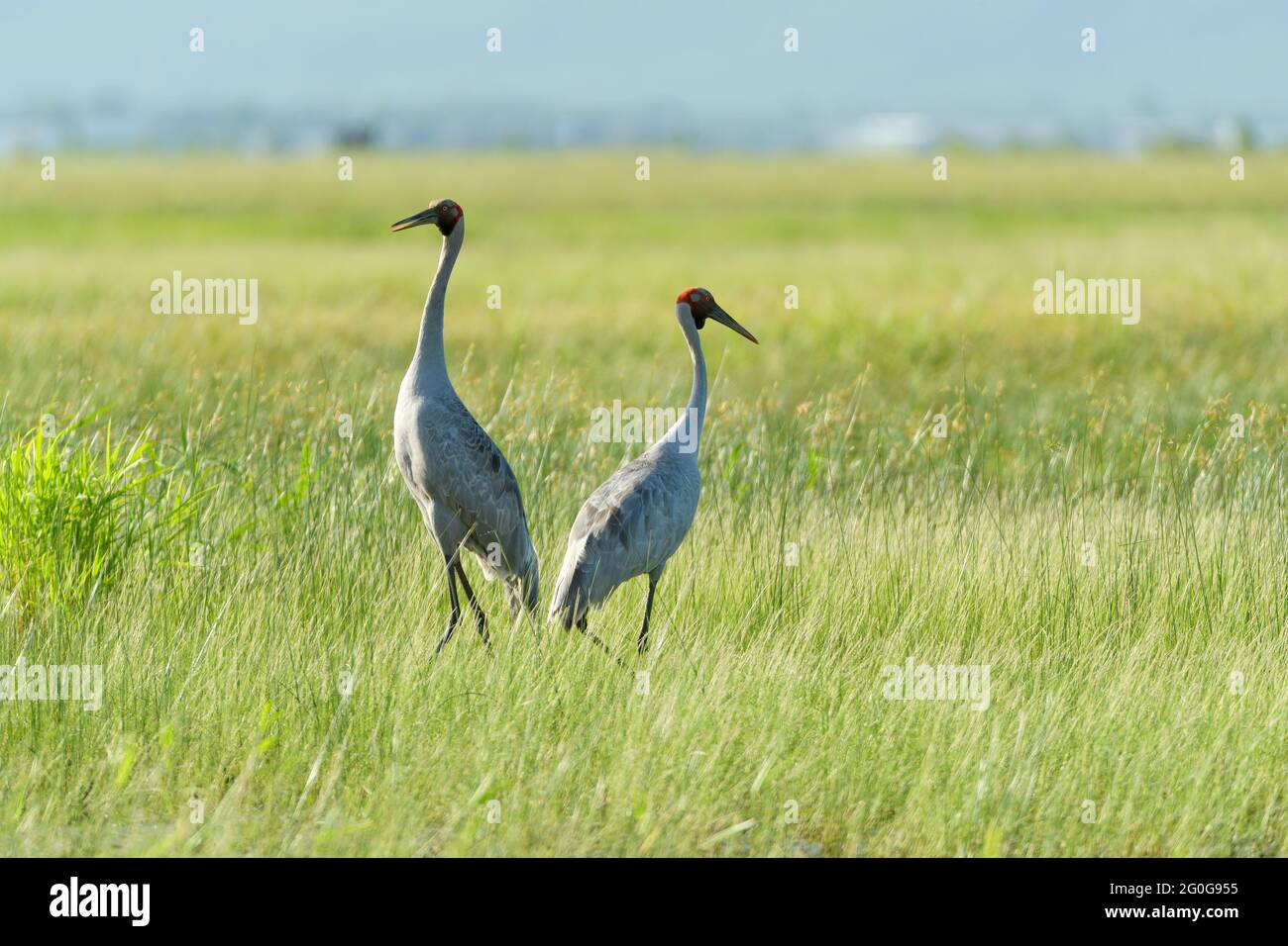 Une paire jumelée de Brolgas stand interagissant et se préparant pour leurs spectacles de danse et de trompetting dans les prairies de Townsville, en Australie. Banque D'Images
