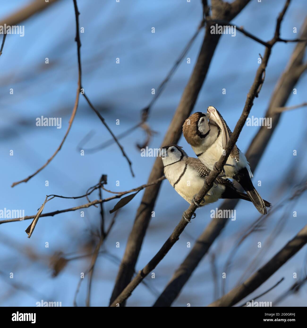 Deux Finch à double barré, Taeniopygia bichenovii perchés sur un membre d'arbre dans le commune de Townsville, dans le nord du Queensland, en Australie. Banque D'Images