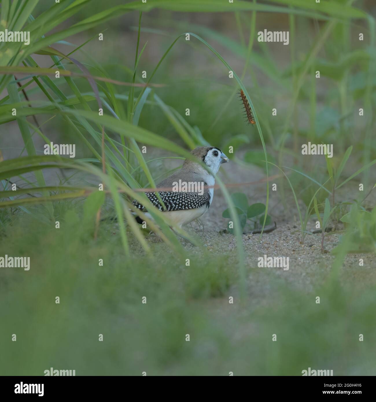 Finch à double barré, Taeniopygia bichenovii se nourrissant au sol avec une chenille se nourrissant d'une tige d'herbe sur le commune de Townsville, en Australie. Banque D'Images