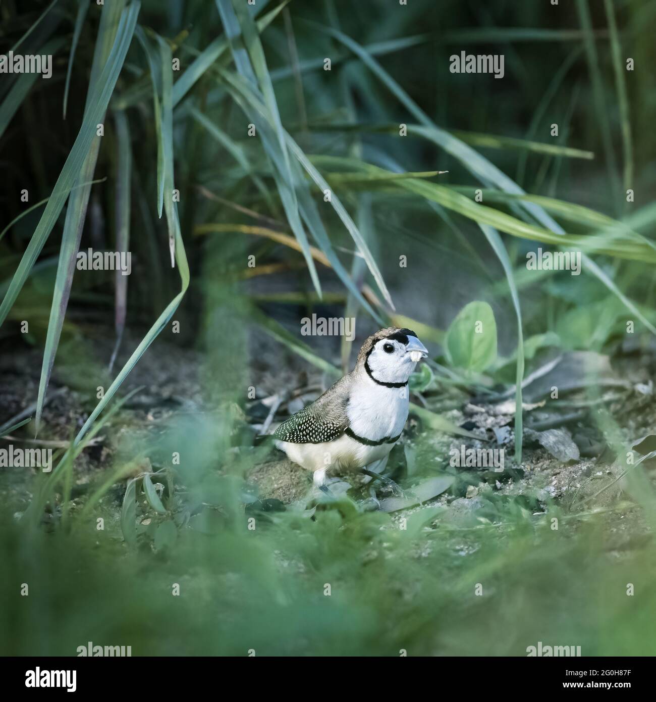 Deux Finch à double barré, Taeniopygia bichenovii perchés sur un membre d'arbre dans le commune de Townsville, dans le nord du Queensland, en Australie. Banque D'Images