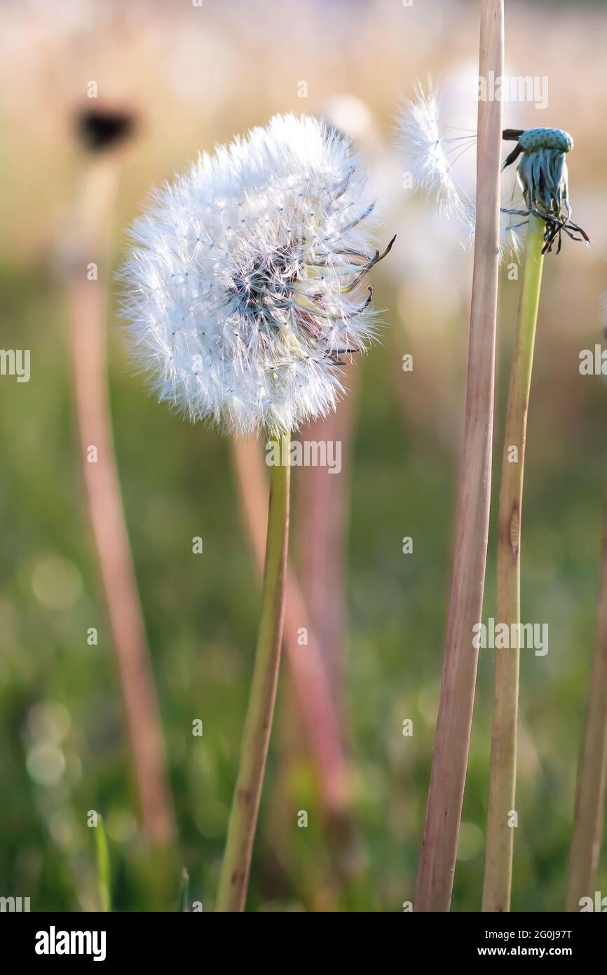 Foyer sélectif et gros plan du pissenlit - taraxacum - est allé à la graine dans un pré herbacé Banque D'Images