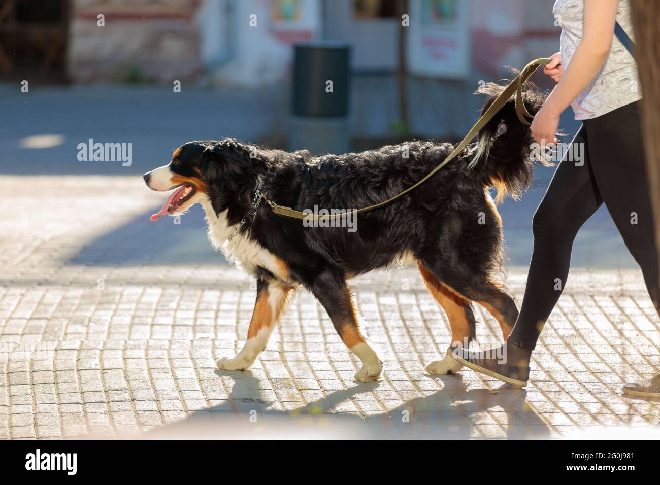 Une fille se promène dans la ville avec un grand chien. Marchez le chien sur une laisse. Banque D'Images