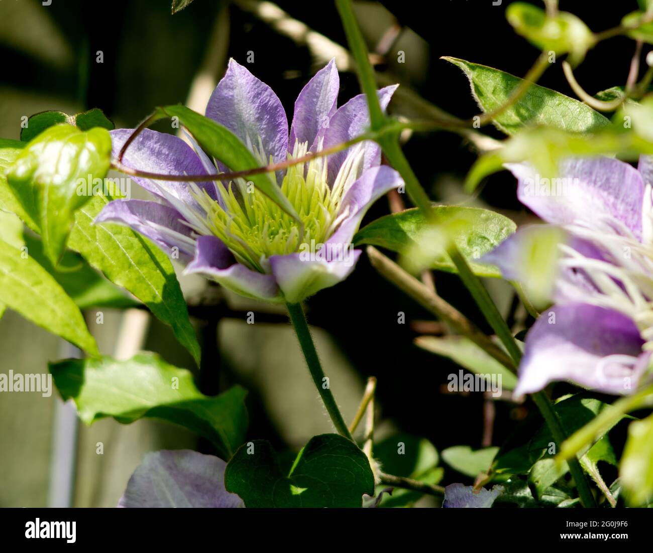 Clématites fleur en pleine floraison Banque D'Images
