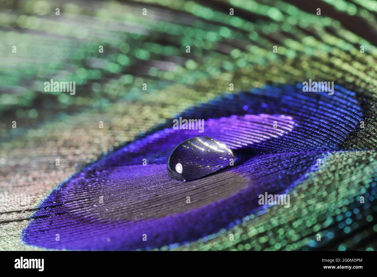 gouttes de pluie sur une plume de paon Banque D'Images