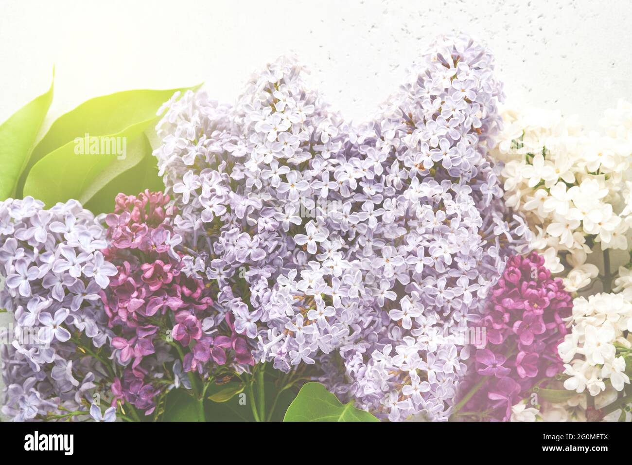 Bouquet de lilas blanc et violet sur fond blanc. Vue de dessus. Carte de  vœux de fête. Fond floral printemps ou été. Fleurs fleuries Photo Stock -  Alamy