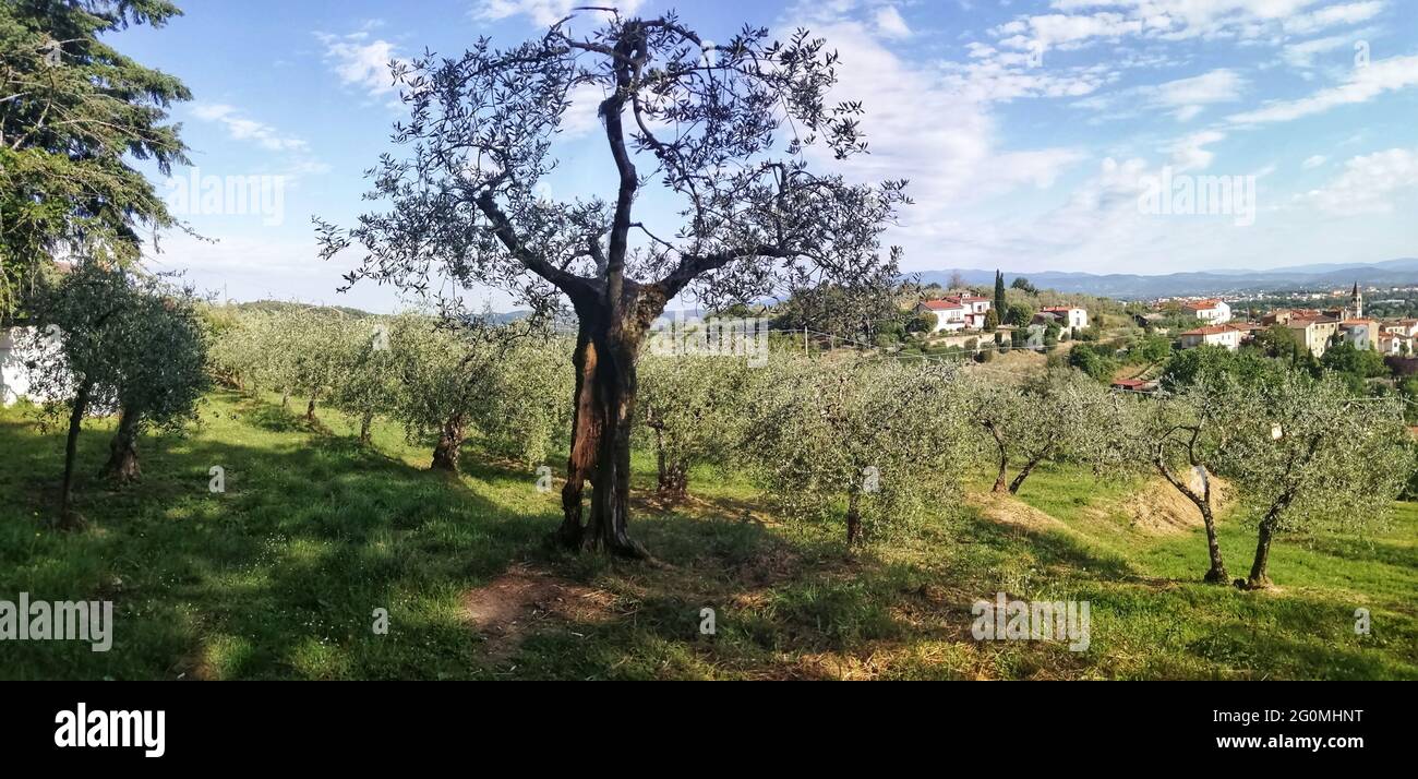vue panoramique sur une oliveraie près d'une ville de campagne typique Banque D'Images
