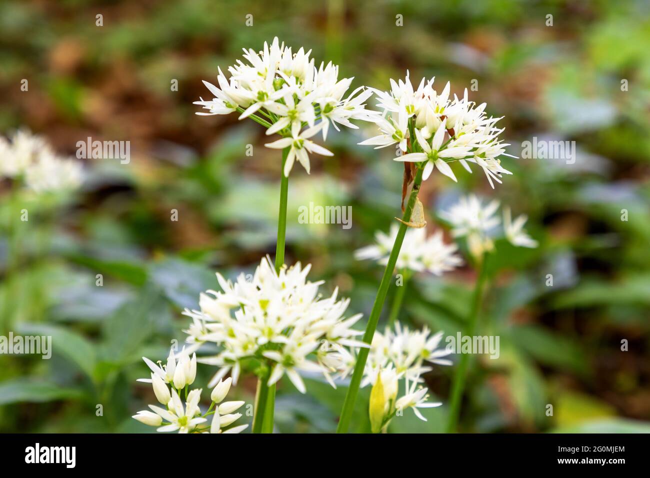 Fleur d'ail sauvage dans le parc national de Hainich, Thuringe, Allemagne Banque D'Images