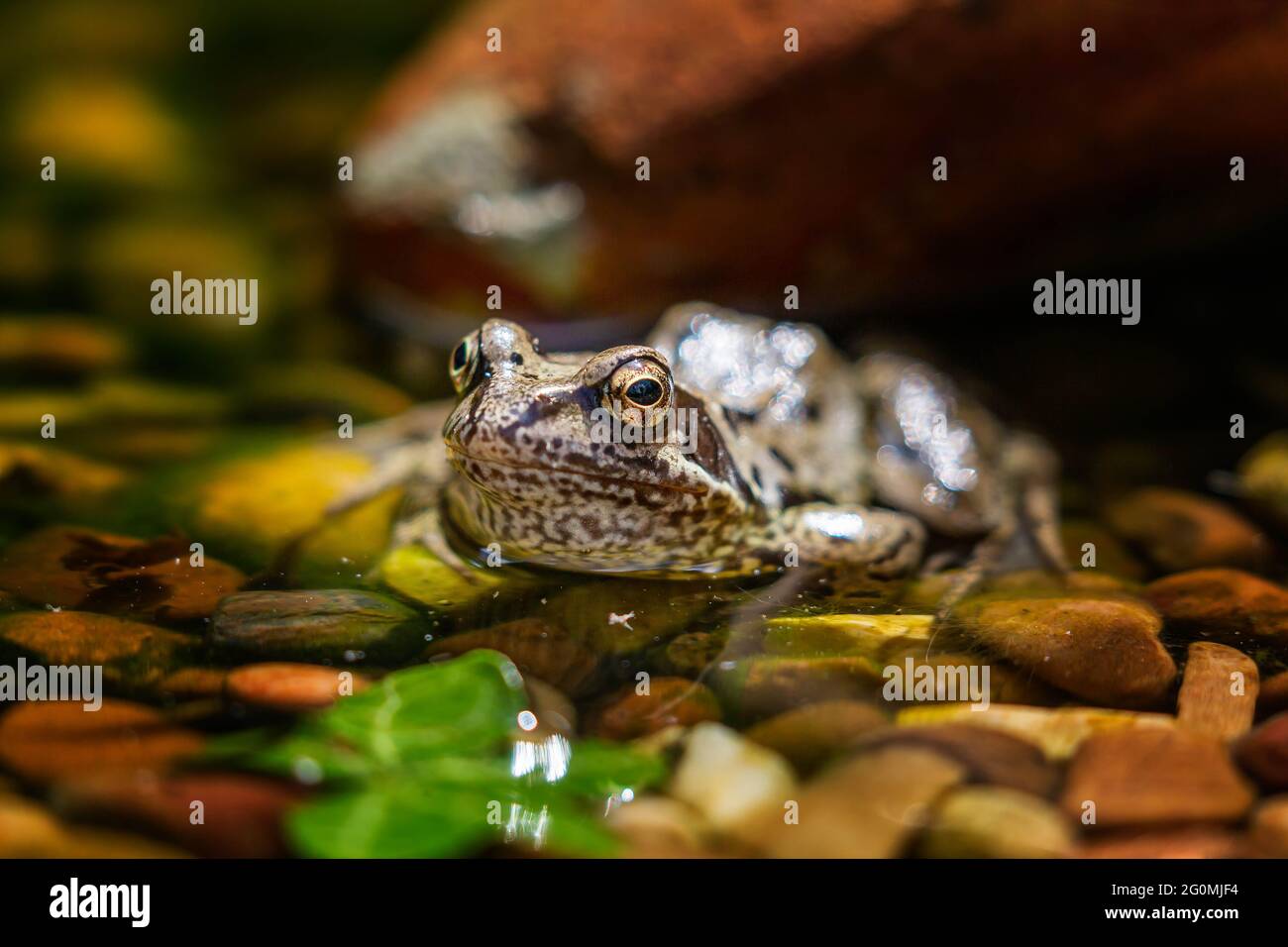 Grenouille commune (Rana temporaria) bains de soleil sur le bord d'un étang de galets Banque D'Images