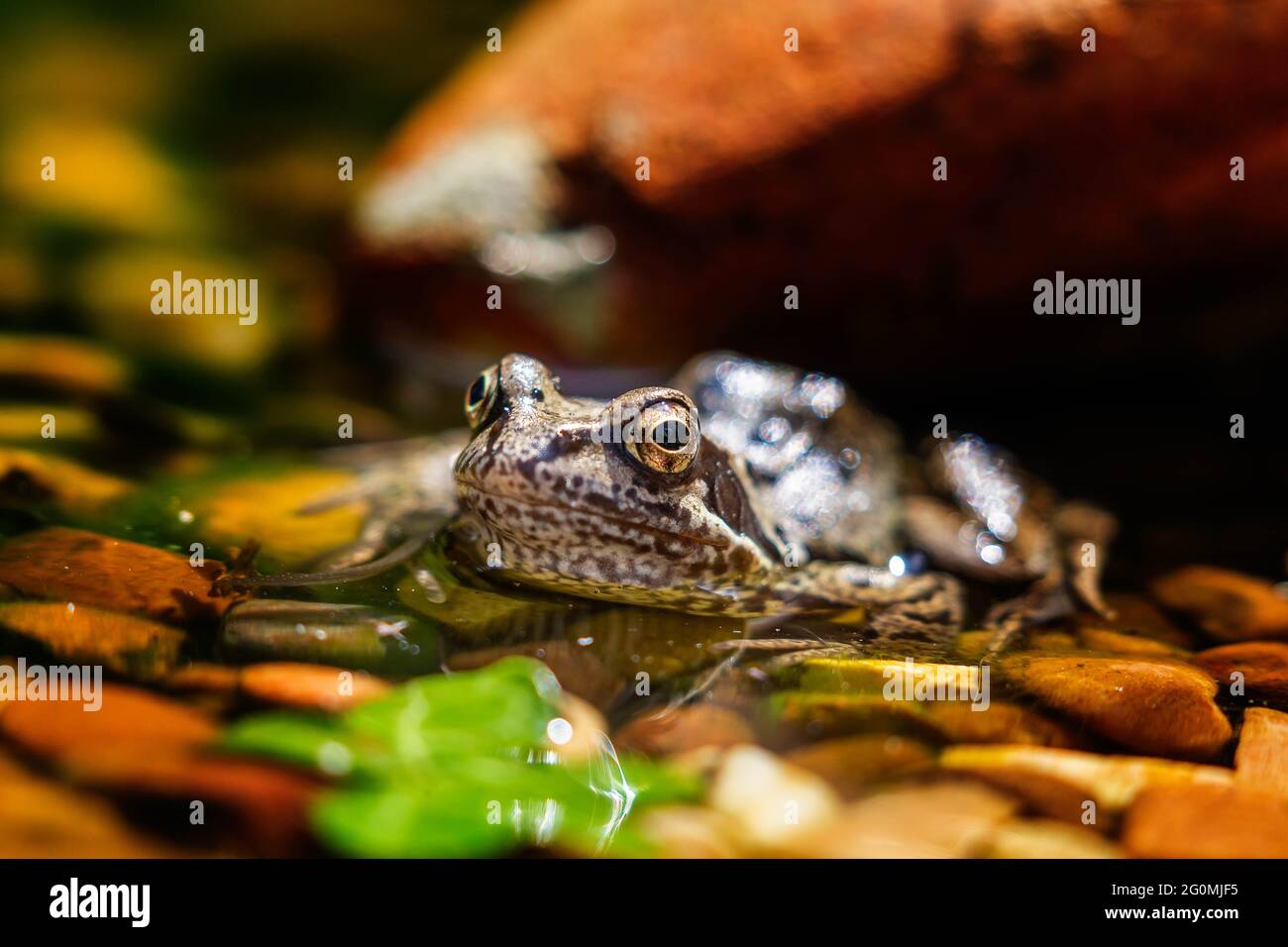 Grenouille commune (Rana temporaria) bains de soleil sur le bord d'un étang de galets Banque D'Images