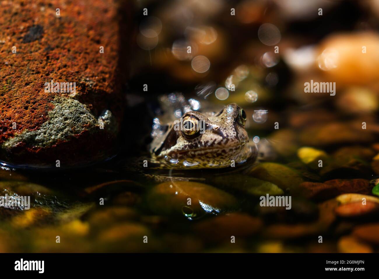 Grenouille commune (Rana temporaria) bains de soleil sur le bord d'un étang de galets Banque D'Images