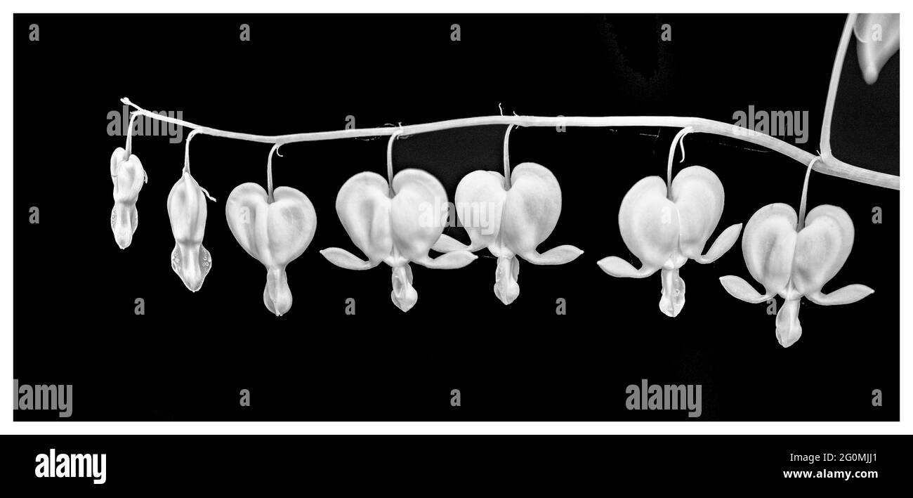 Dicentra ou saignement du cœur Banque D'Images
