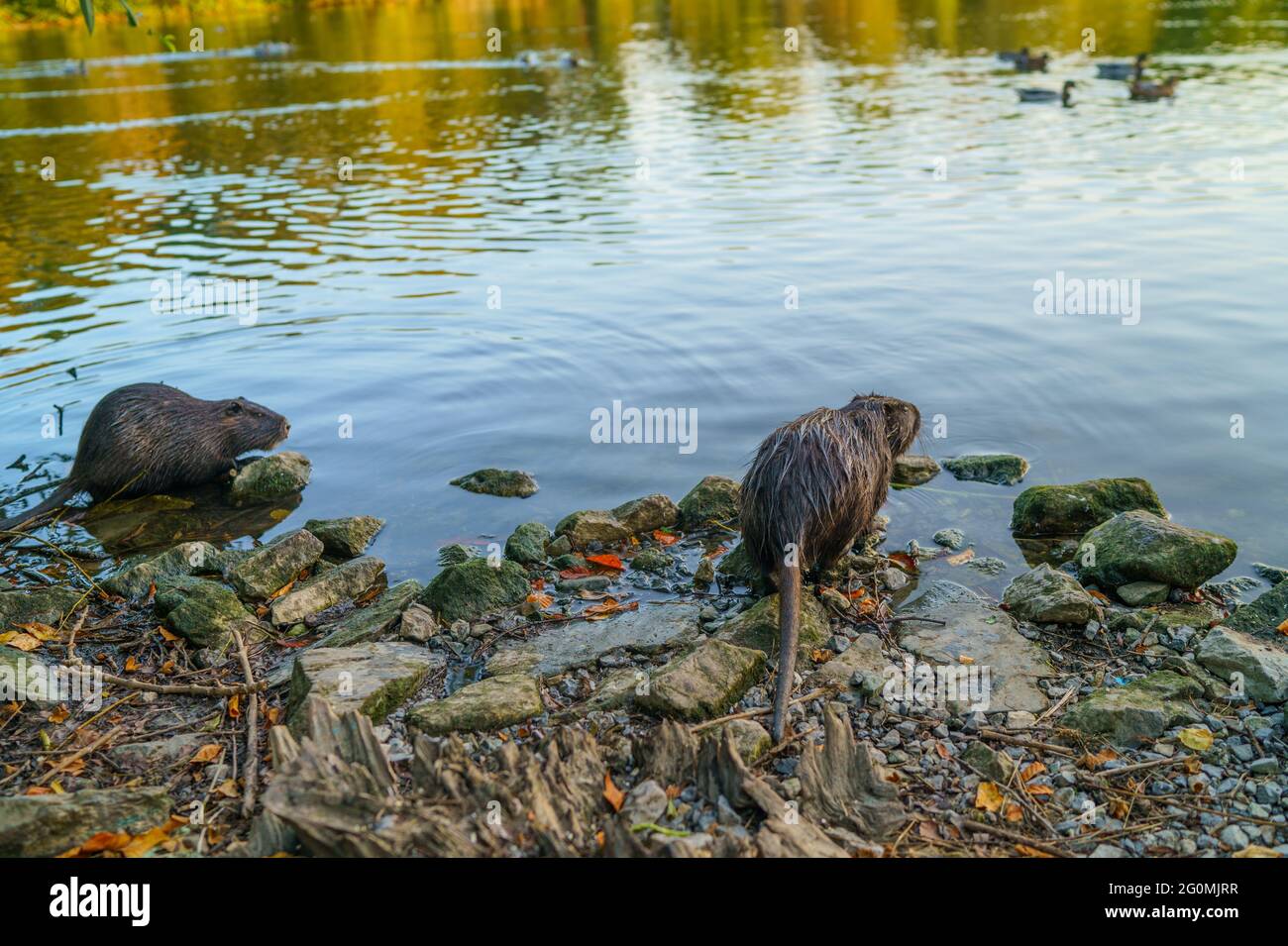 Deux nutriments sauvages sur la rive de la rivière Banque D'Images