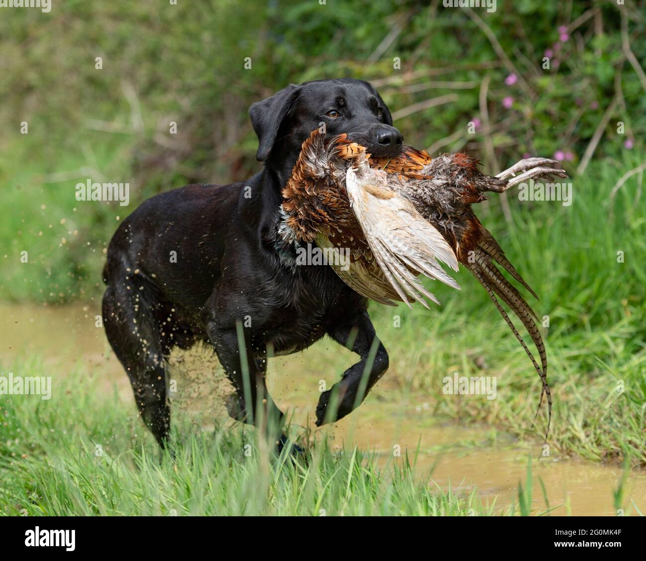 Retriever du Labrador noir portant un faisan Banque D'Images