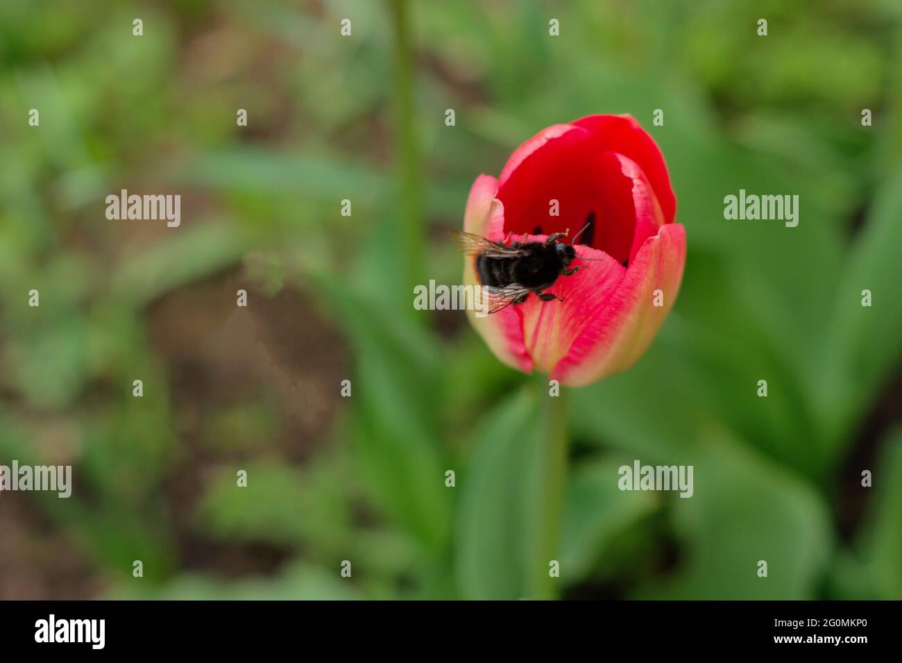 Abeille avec panier de pollen volant sur la fleur rouge de tulipe. Banque D'Images