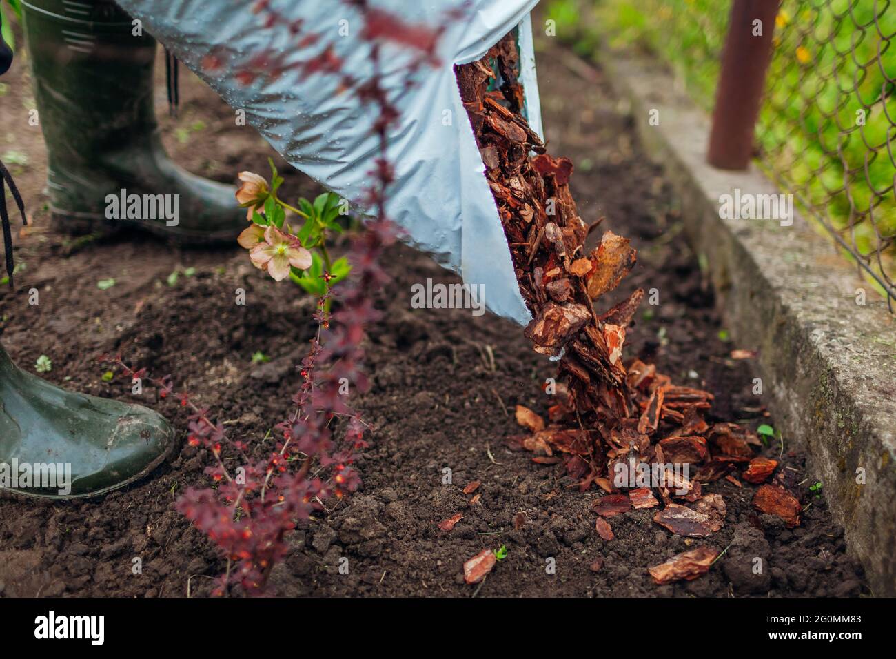 Jardinier paillage de jardin de printemps avec des copeaux de bois de pin  paillis le verser hors du sac. L'homme met l'écorce autour des plantes.  Protection du sol Photo Stock - Alamy
