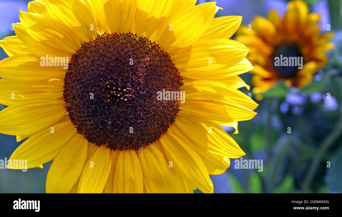 Une image plein écran d'un tournesol nain « jaune soleil avec centre noir » avec des pétales jaune vif et un centre brun chocolat. Helianthus annuus. Banque D'Images