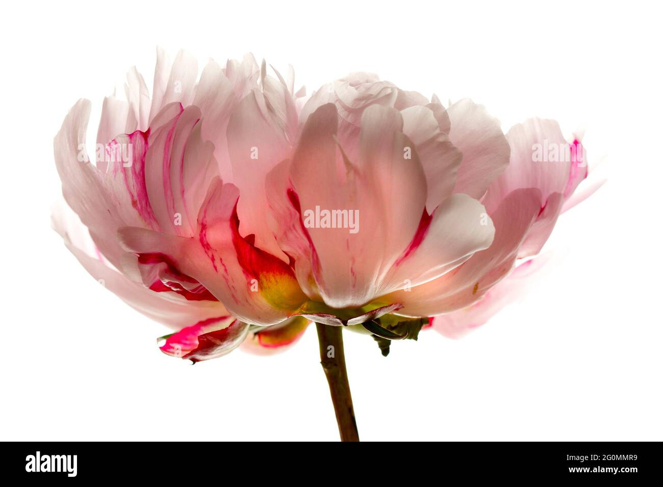 Une image de studio (fond blanc) d'une pivoine rose pâle/blanche marbrée de framboise: Paeonia Lactisflora Candy Stripe, une belle fleur. Banque D'Images