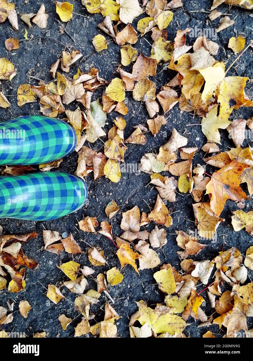 Les bottes en caoutchouc vert à carreaux bleus se tiennent sur de l'asphalte gris parsemé de feuilles d'automne jaunes. Prise de vue par téléphone portable. Illustration pour l'automne. Banque D'Images