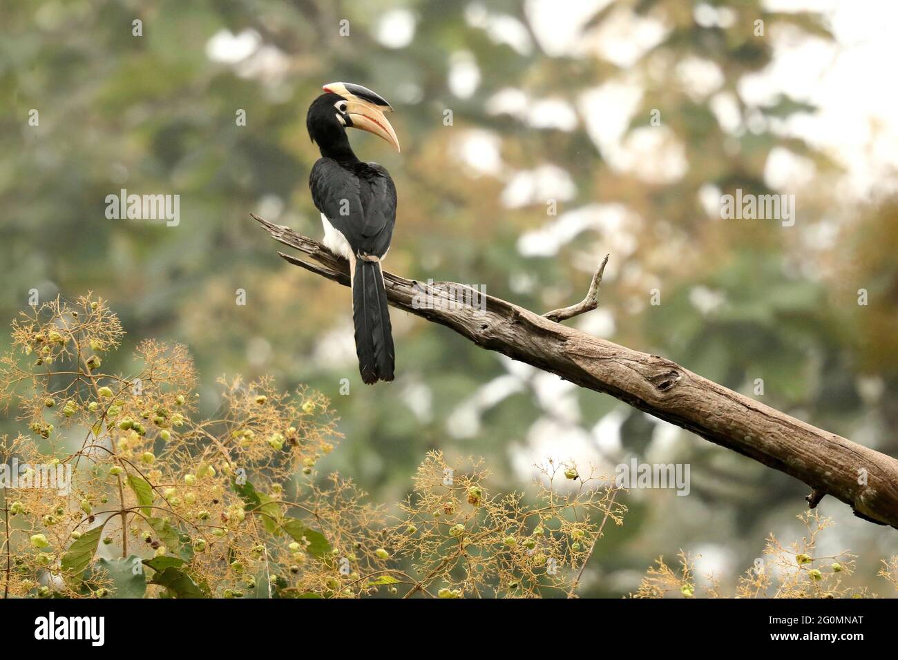 MALABAR pied Hornbill sur une branche d'arbre, Anthoceros coronatus, Dandeli, Karnataka, Inde Banque D'Images