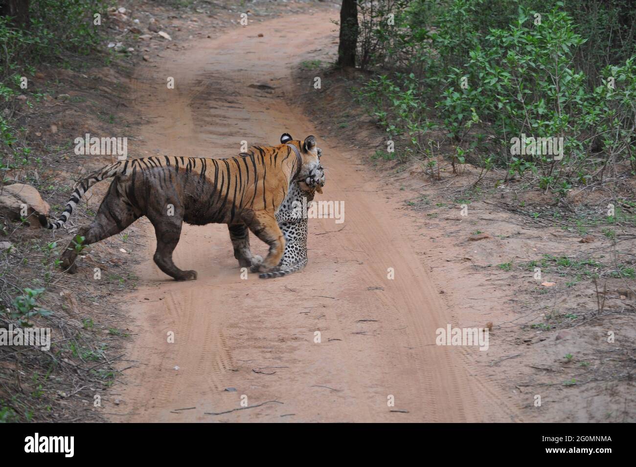 Les tigres et les léopards évitent généralement les conflits entre eux. RAJASTHAN, INDE : LE MOMENT EXTRAORDINAIRE où un tigre est capturé portant le corps mort de Banque D'Images