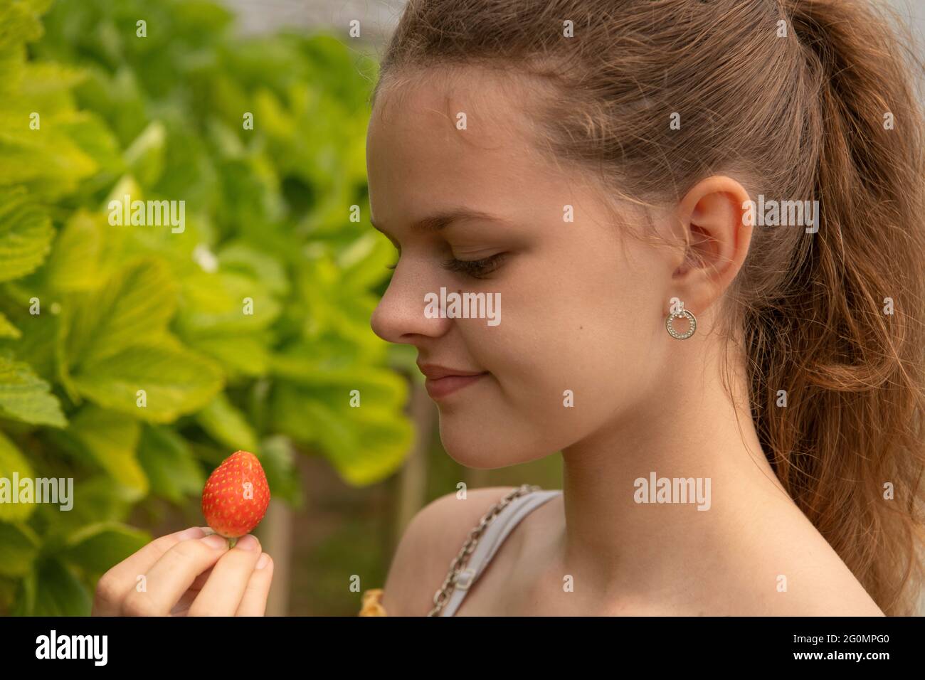 Un choix de votre propre ferme, avec magasin de ferme,. Fraises cueillir vos propres fruits, manger des fraises est associé à un risque réduit de nombreuses maladies chroniques Banque D'Images