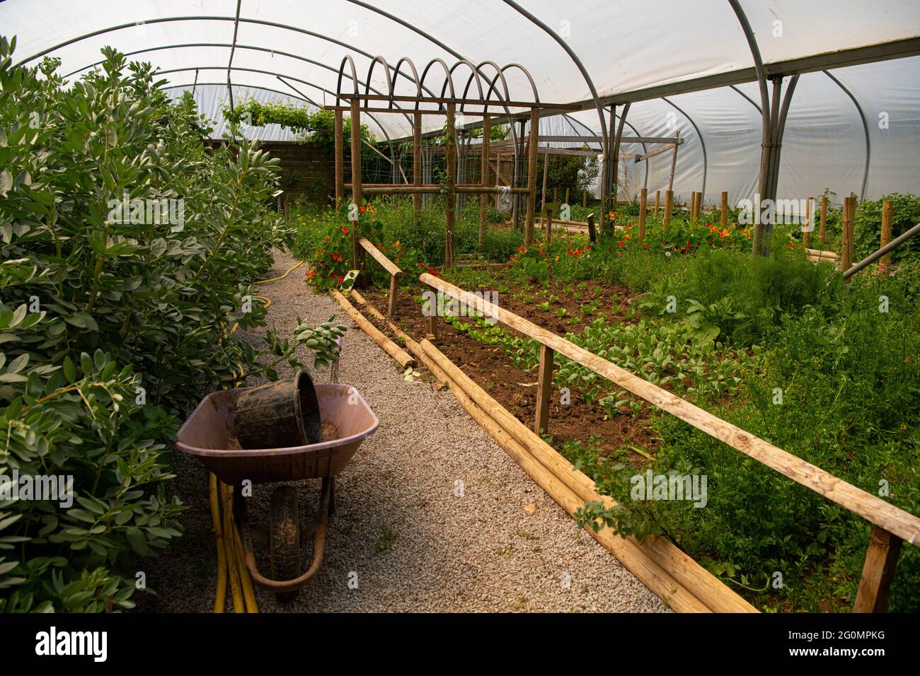 Un choix de votre propre ferme, avec magasin de ferme,. Fraises cueillir vos propres fruits, manger des fraises est associé à un risque réduit de nombreuses maladies chroniques Banque D'Images