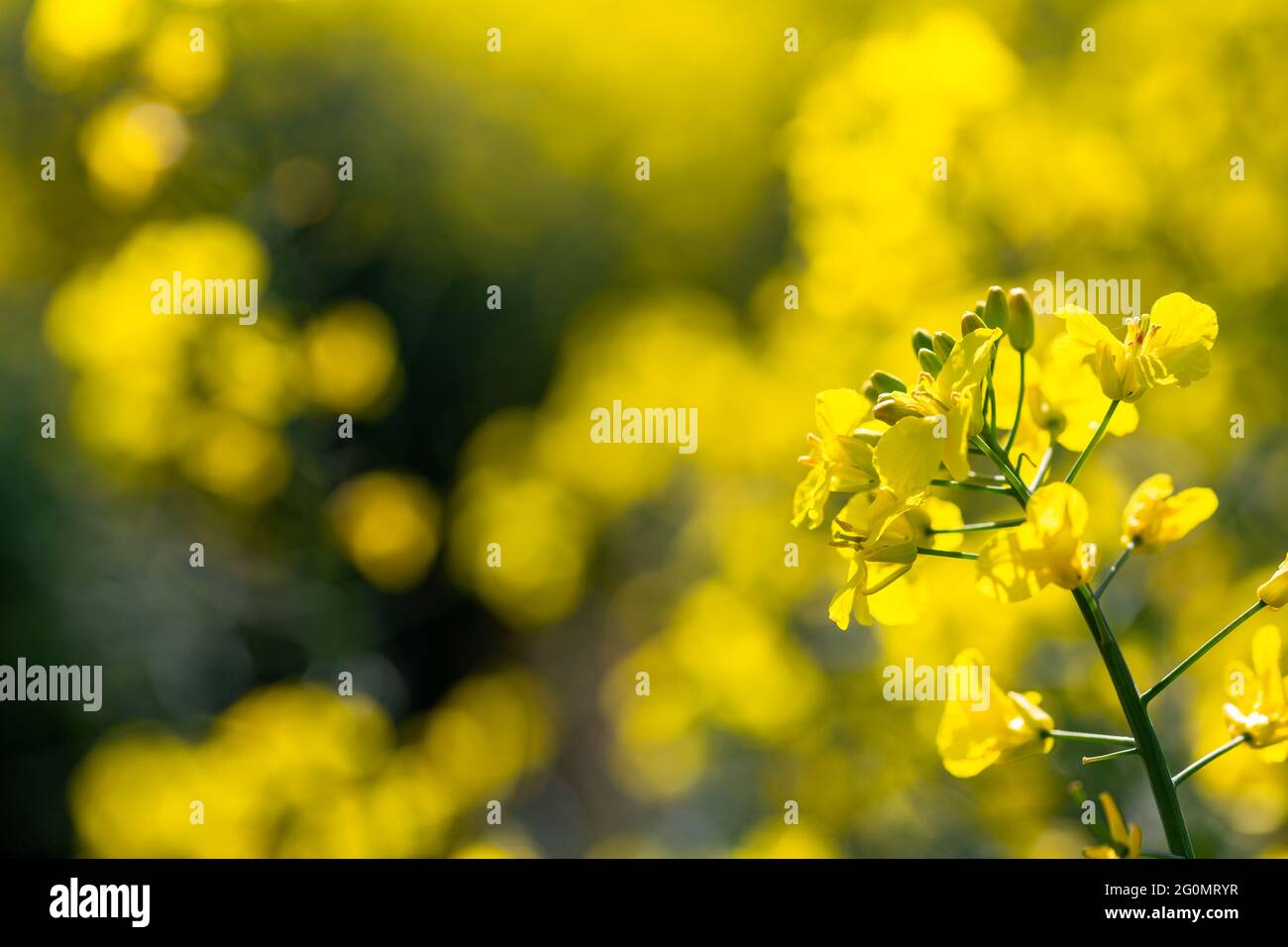 Macro gros plan de colza jaune vif en pleine floraison. Champ de colza, fleurs de canola gros plan. Viol sur le terrain en été. Banque D'Images