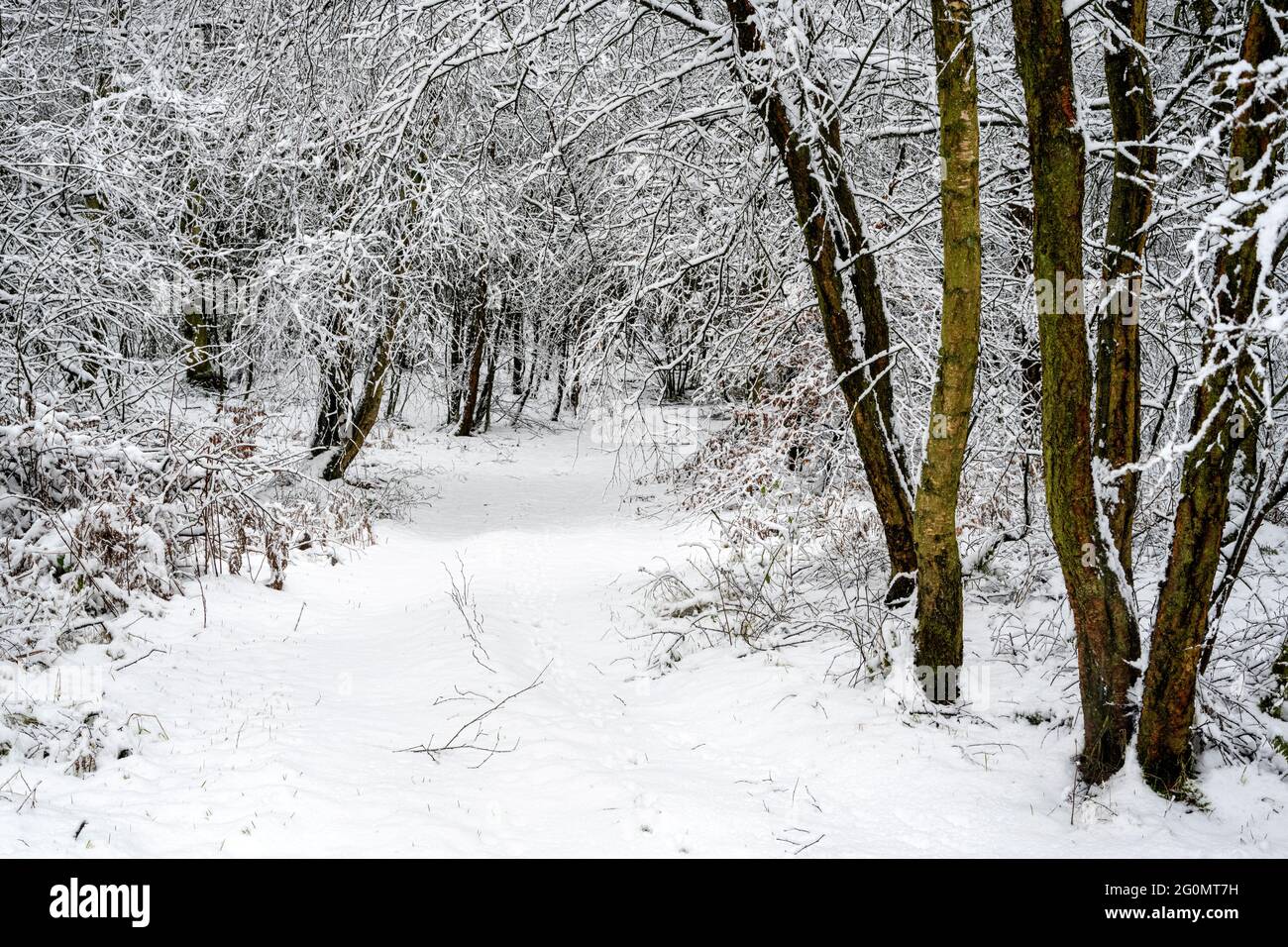 Neige dans les bois à Cawthorne, près de Pickering Banque D'Images