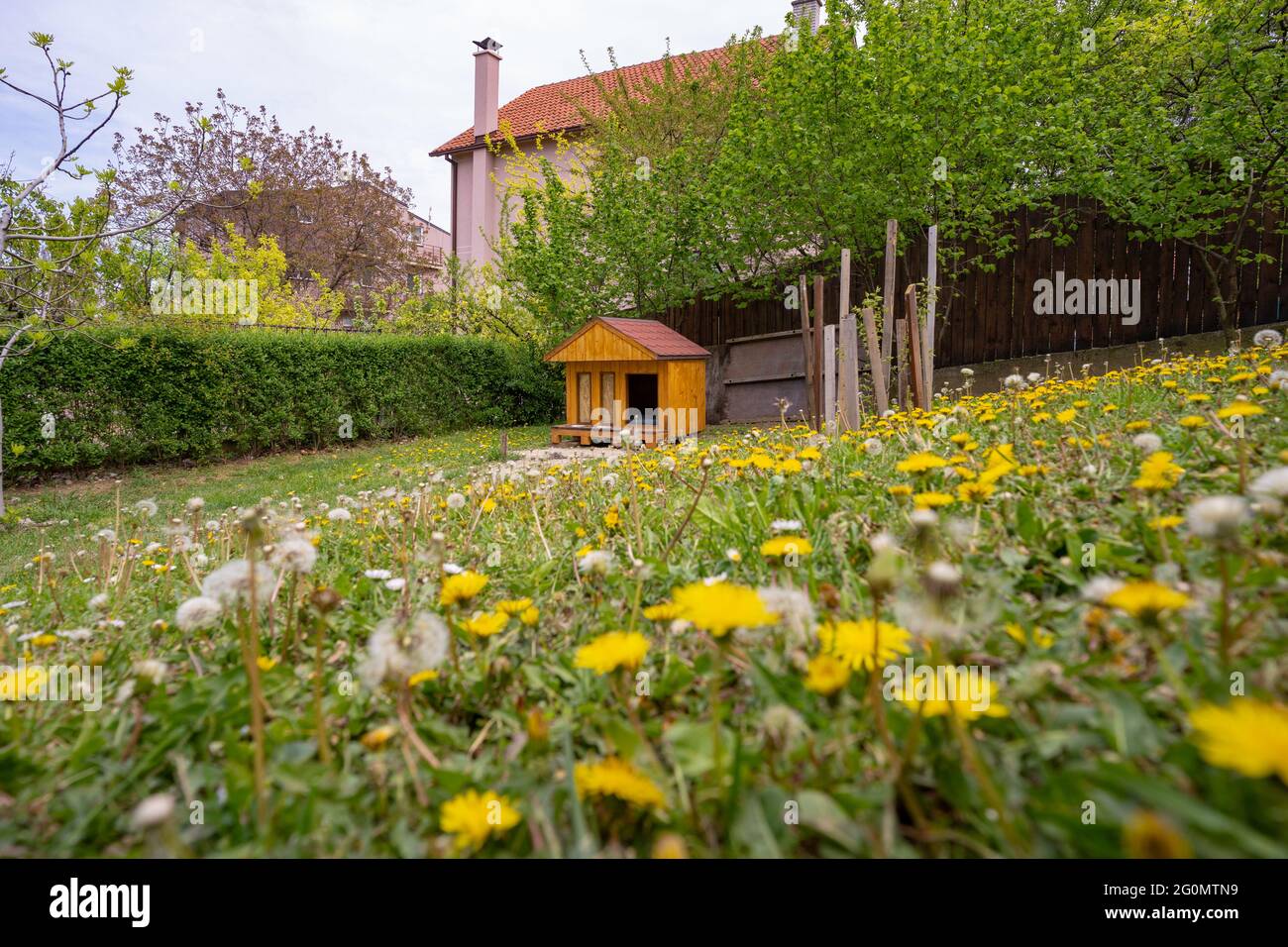 Jolie maison en bois pour chiens dans le jardin au printemps Banque D'Images