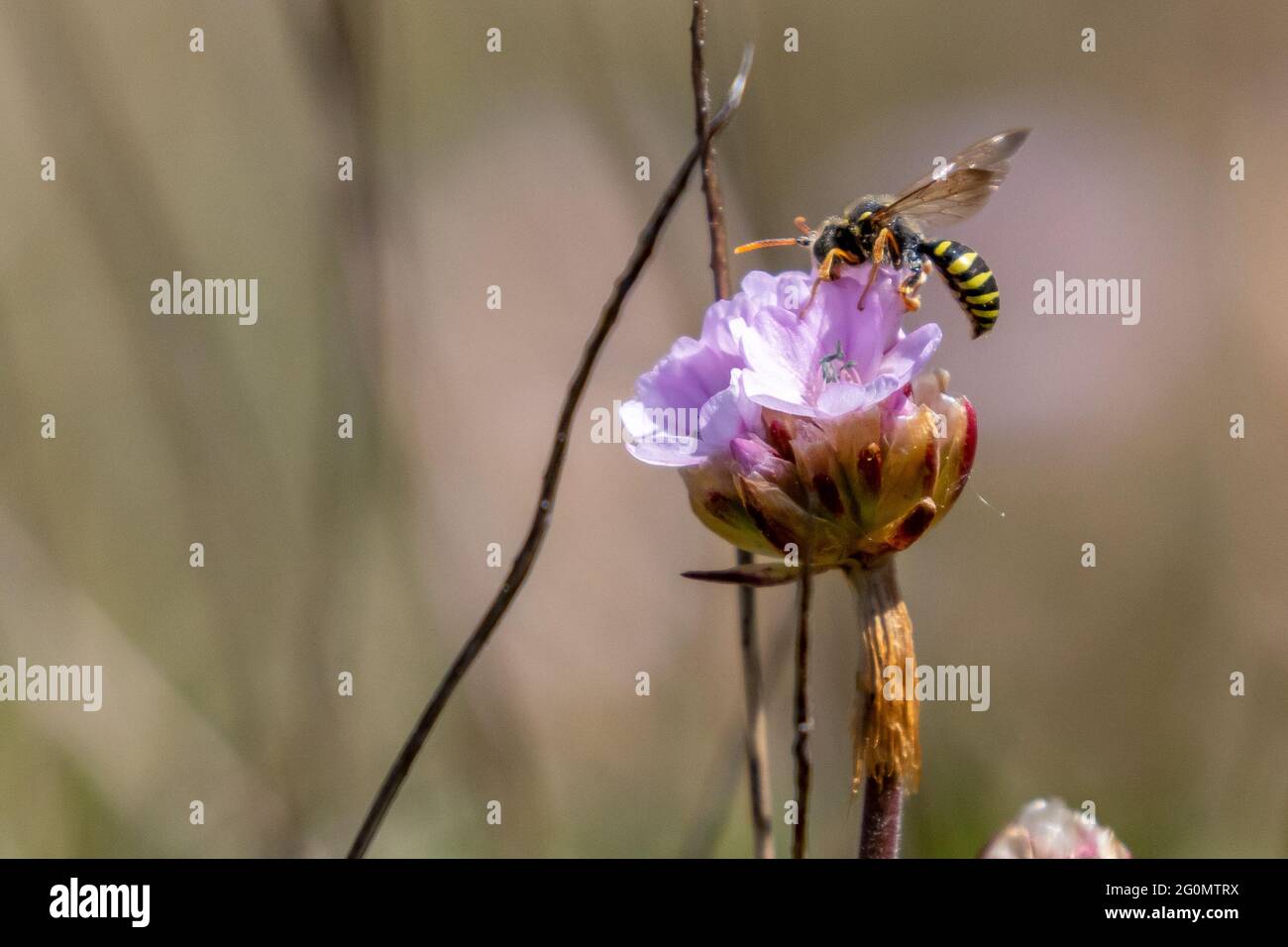 Faune du Royaume-Uni : abeille solitaire (Nomada goodeniana) buvant du nectar sur des fleurs sauvages thrift, Flamborough Head, Yorkshire, Royaume-Uni Banque D'Images
