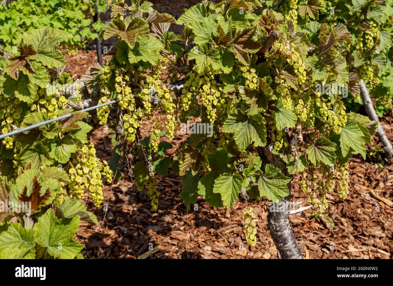 Gros plan de la culture de la brousse de groseilles dans une affectation de jardin au printemps Angleterre Royaume-Uni Grande-Bretagne Grande-Bretagne Banque D'Images