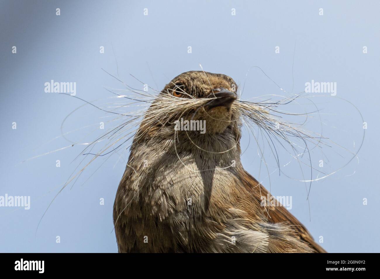 Dunnock (Prunella modularis) avec du matériel de nidification (poils de chien) dans son bec perché sur une clôture, Royaume-Uni Banque D'Images