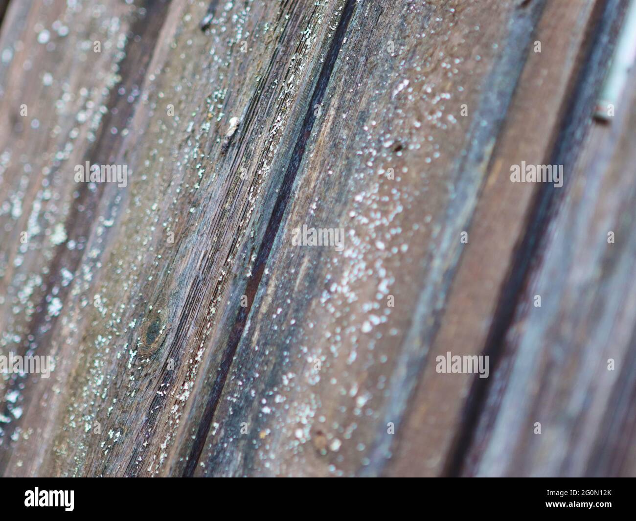 ancienne texture en bois gris avec inclusions bleues et fissure Banque D'Images