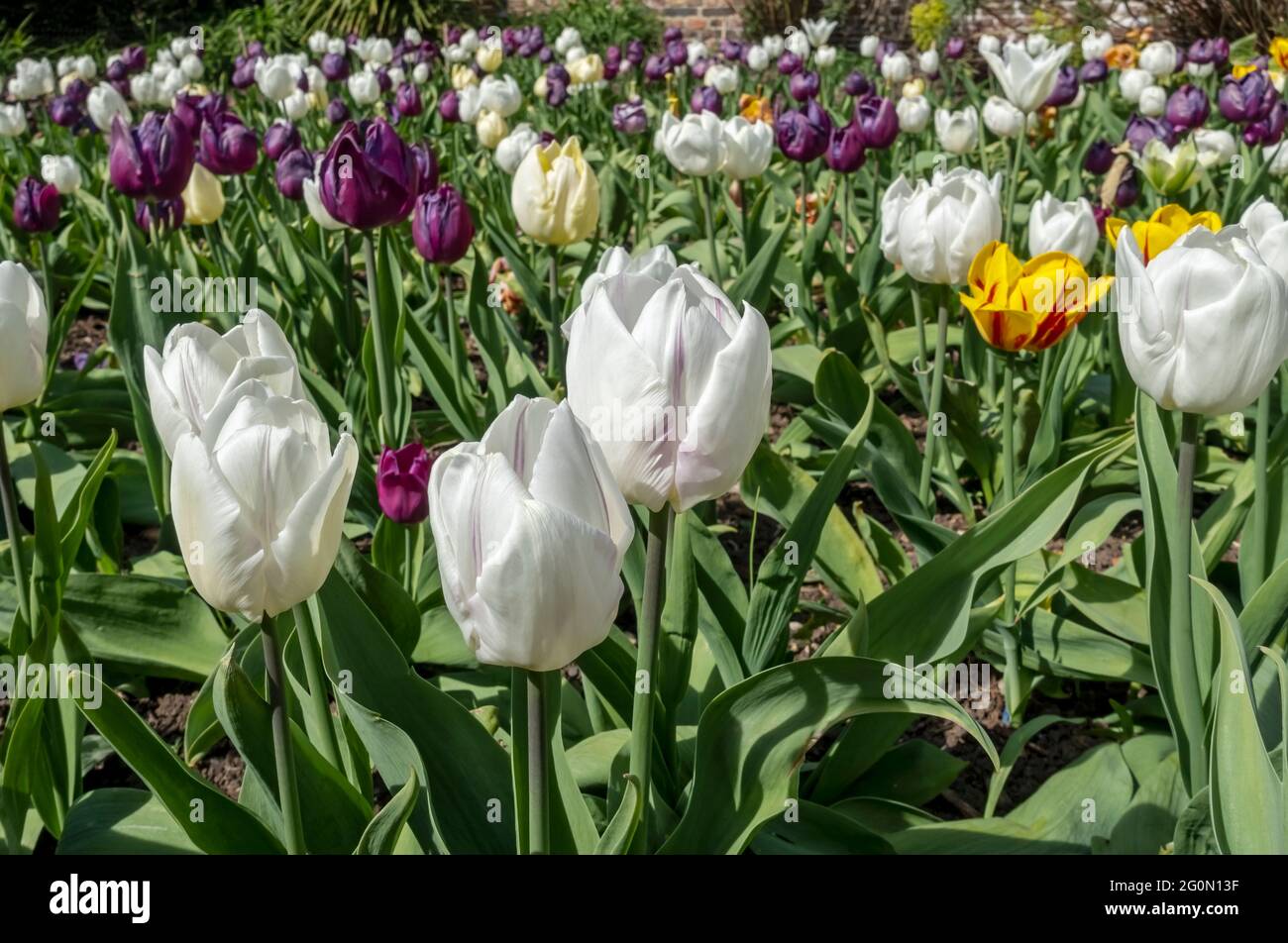 Gros plan de tulipes violettes et blanches fleurs fleuries dans un jardin frontière au printemps Angleterre Royaume-Uni Grande-Bretagne Banque D'Images