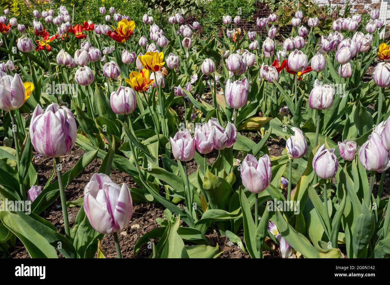 Tulipes tulipe en fleur fleur fleur floraison dans un jardin au printemps Angleterre Royaume-Uni Grande-Bretagne Banque D'Images