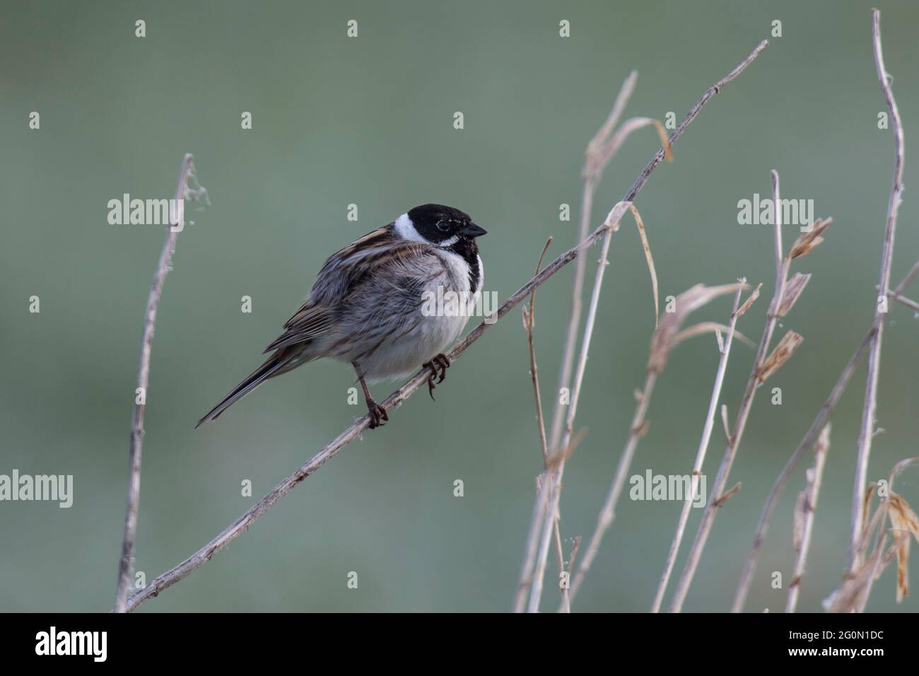 Rohrammer, Emberiza schoeniclus, coulisseaux communs Banque D'Images