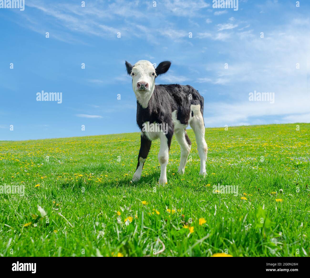 Un petit veau tombe sur un pâturage vert sous un ciel bleu Banque D'Images