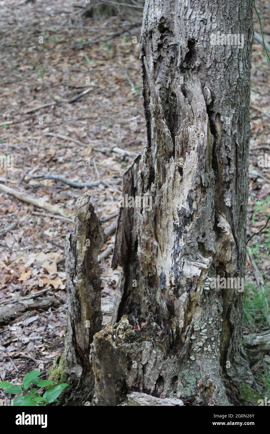 Base de tronc d'arbre à motif de gnarLED Banque D'Images