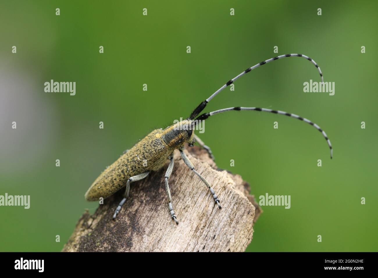 Un magnifique coléoptère gris à fleurs dorées, Agapanthia villosoviridescens, perché sur une branche. Banque D'Images